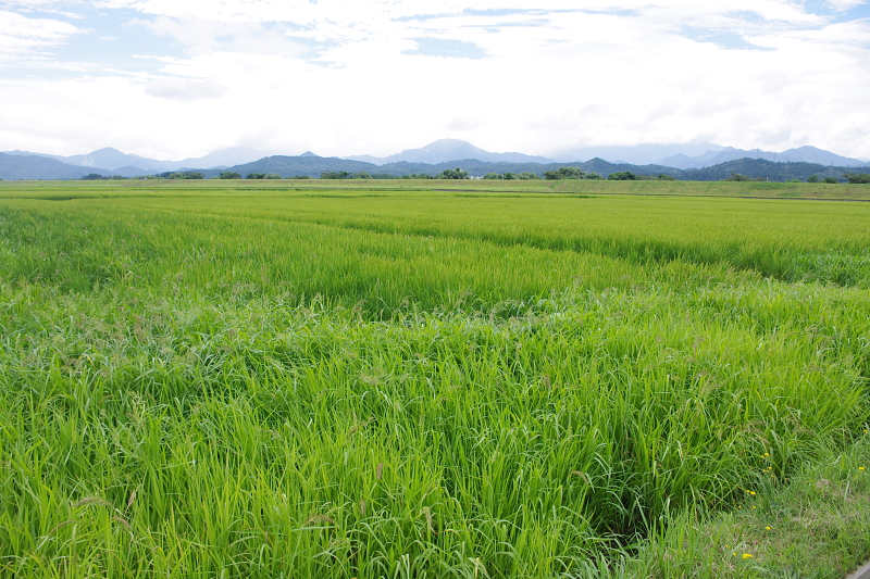 令和6年産 岩船産コシヒカリ 無農薬米　出穂＆開花