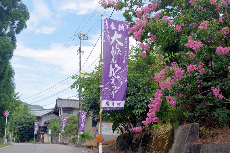 令和6年産 岩船産コシヒカリ 無農薬米　出穂＆開花