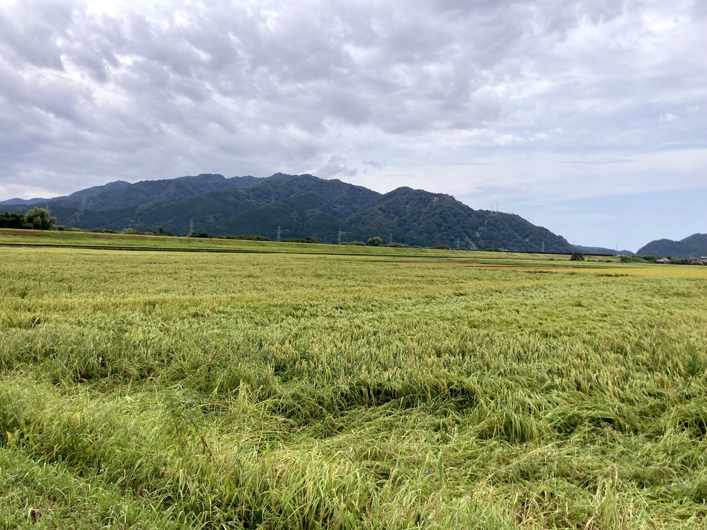 令和6年産 岩船産コシヒカリ 無農薬米 台風10号通過