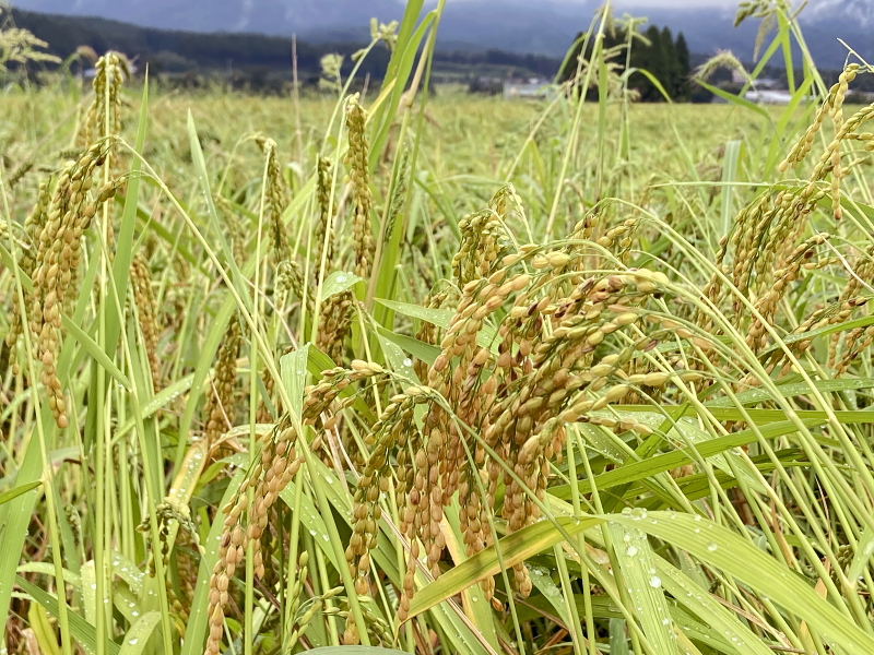 令和6年産 岩船産コシヒカリ 無農薬米　台風10号通過