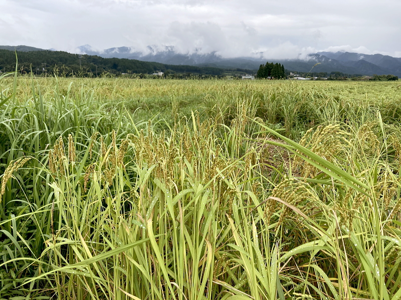 令和6年産 岩船産コシヒカリ 無農薬米　台風10号通過