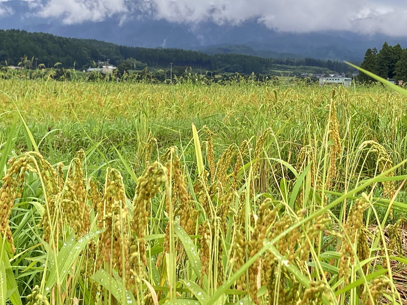 令和6年産 岩船産コシヒカリ 無農薬米　台風10号通過