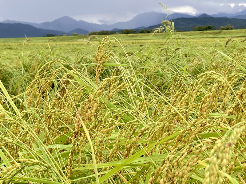 令和6年産 岩船産コシヒカリ 無農薬米　台風10号通過