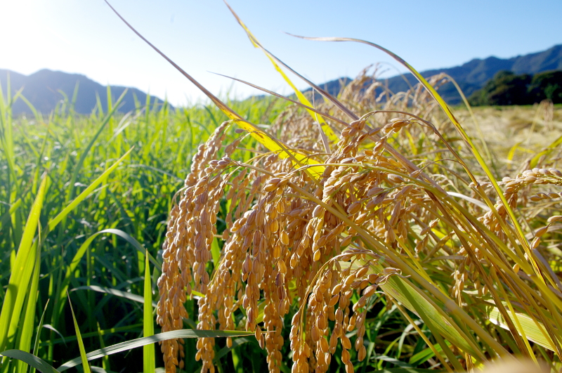 令和6年産 岩船産コシヒカリ 無農薬米　稲刈り終わりました