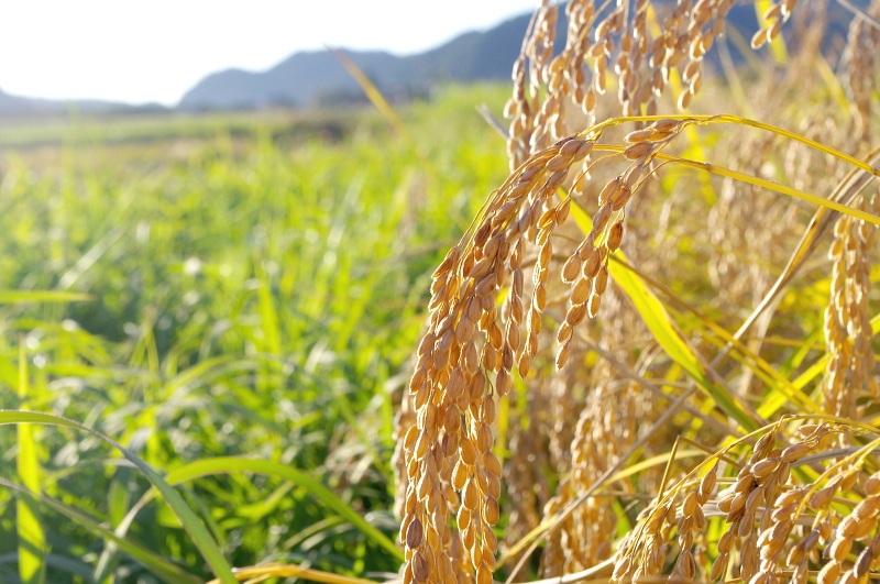 令和6年産 岩船産コシヒカリ 無農薬米　稲刈り終わりました