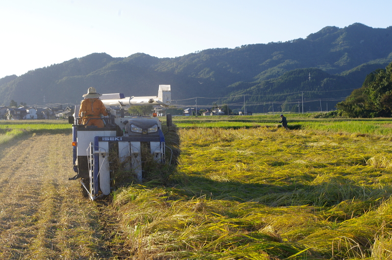 令和6年産 岩船産コシヒカリ 無農薬米　稲刈り終わりました