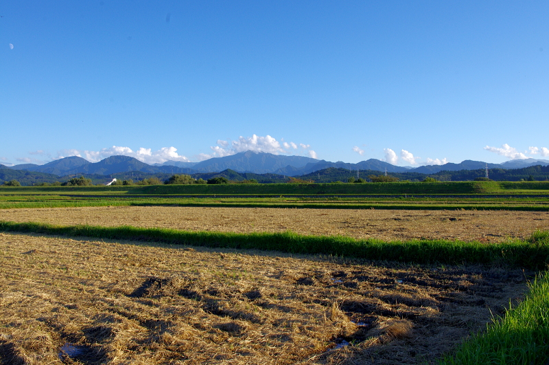 令和6年産 岩船産コシヒカリ 無農薬米　稲刈り終わりました