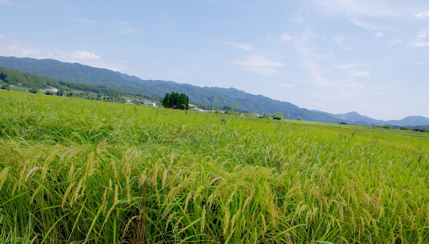 令和7年産 岩船産コシヒカリ 無農薬米 登熟期後半です