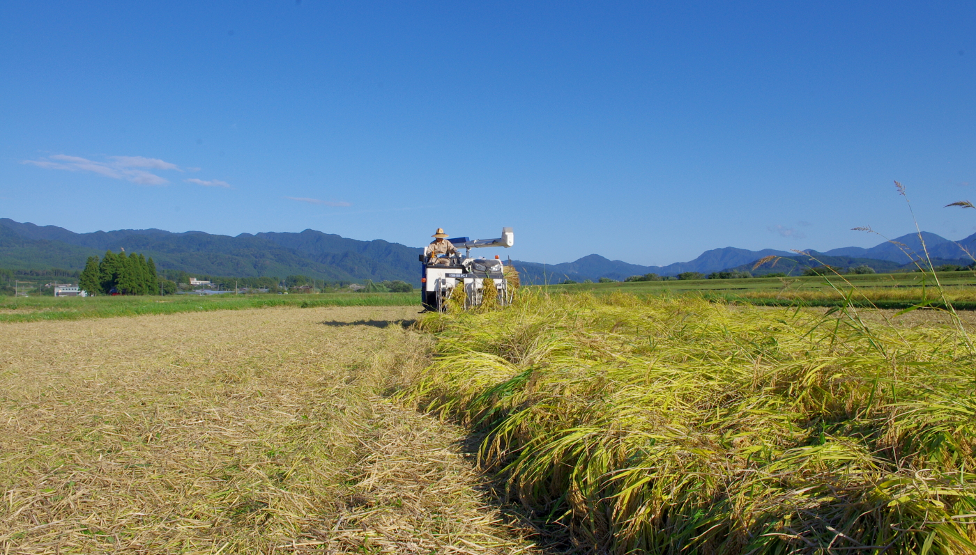 令和7年産 岩船産コシヒカリ 無農薬米 稲刈り始まりました
