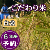 岩船産コシヒカリ こだわり米 白米