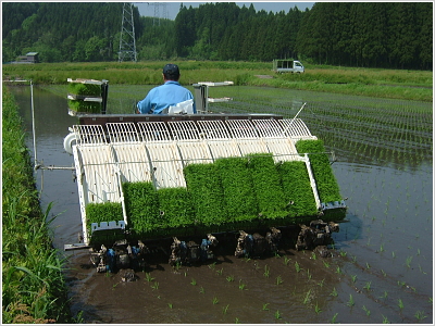 岩船産もち米【こがねもち】